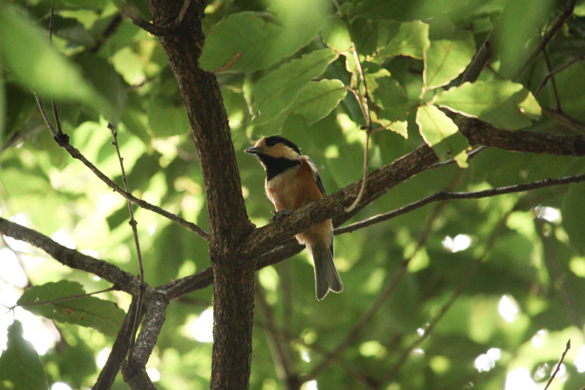 Varied Tit