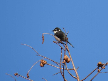 リュウキュウサンショウクイ 県営春日山公園(滋賀県) 2022年2月9日(水)