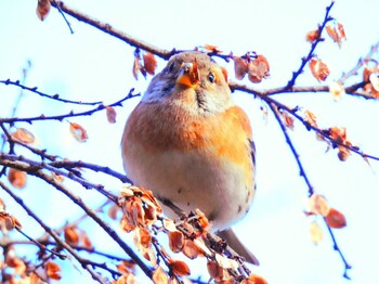 アトリ 京都亀岡(南郷公園) 撮影日未設定