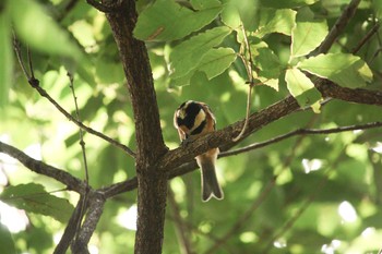 Varied Tit Unknown Spots Sun, 8/27/2017