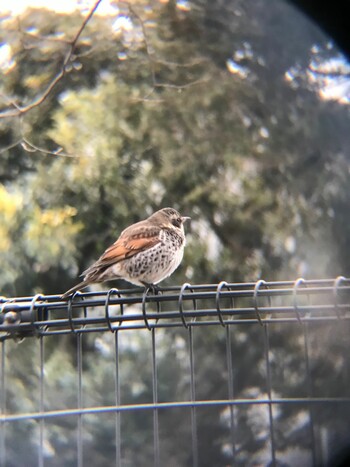 Dusky Thrush 林試の森公園 Tue, 2/8/2022