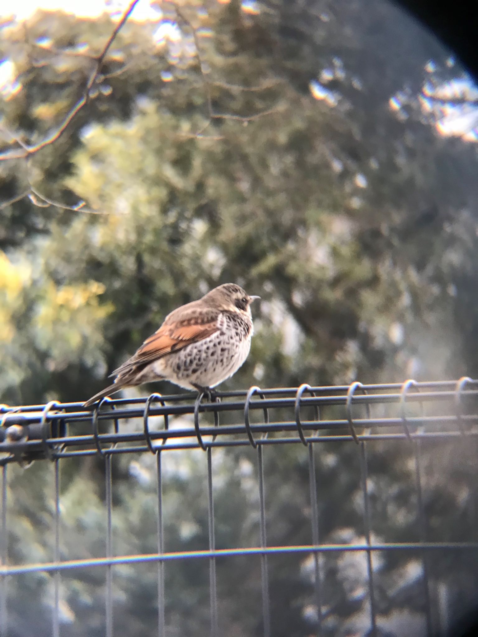 林試の森公園 ツグミの写真