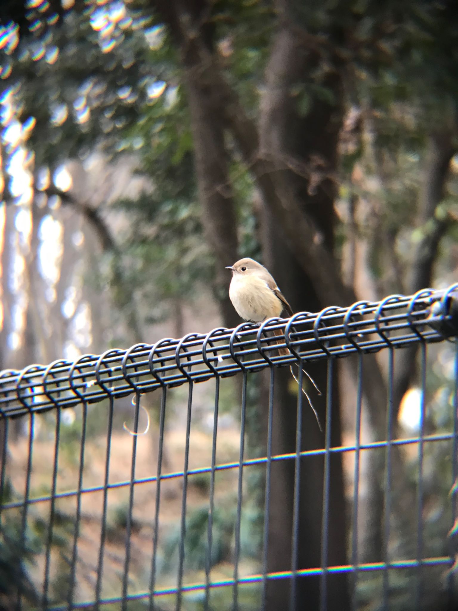 林試の森公園 ジョウビタキの写真