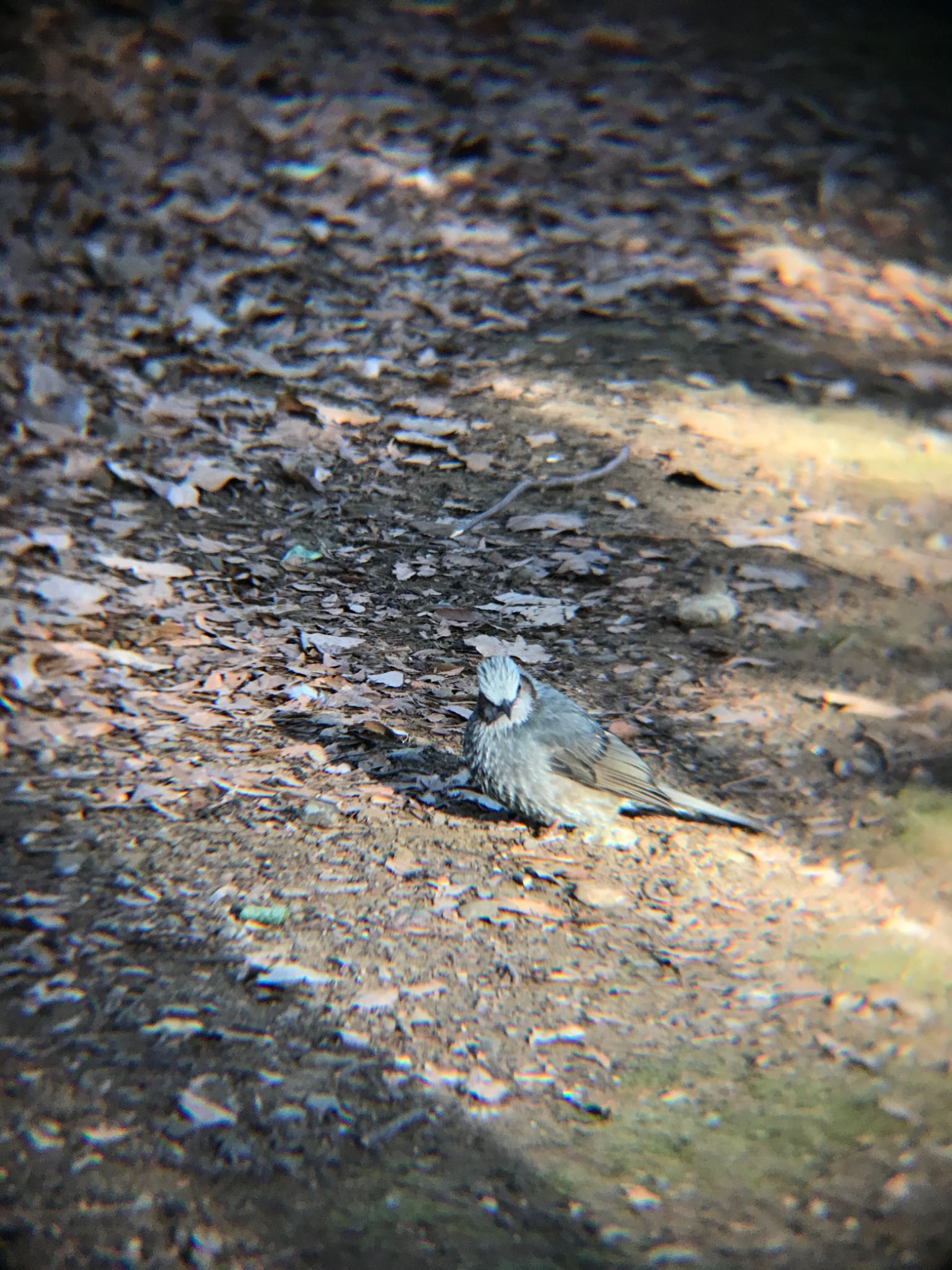 林試の森公園 ヒヨドリの写真