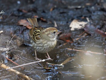 Grey Bunting 国立科学博物館附属自然教育園 (港区, 東京) Tue, 2/8/2022