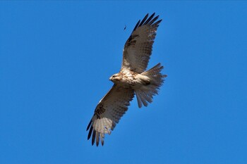 ノスリ 守谷野鳥のみち 2022年2月6日(日)