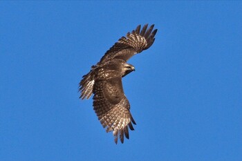 ノスリ 守谷野鳥のみち 2022年2月6日(日)