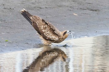 トビ 腰越漁港(神奈川県鎌倉市) 2022年2月9日(水)