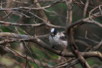 エナガ 東高根森林公園 2022年2月6日(日)