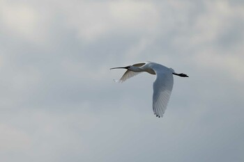 Wed, 2/9/2022 Birding report at 飯梨川河口(島根県安来市)