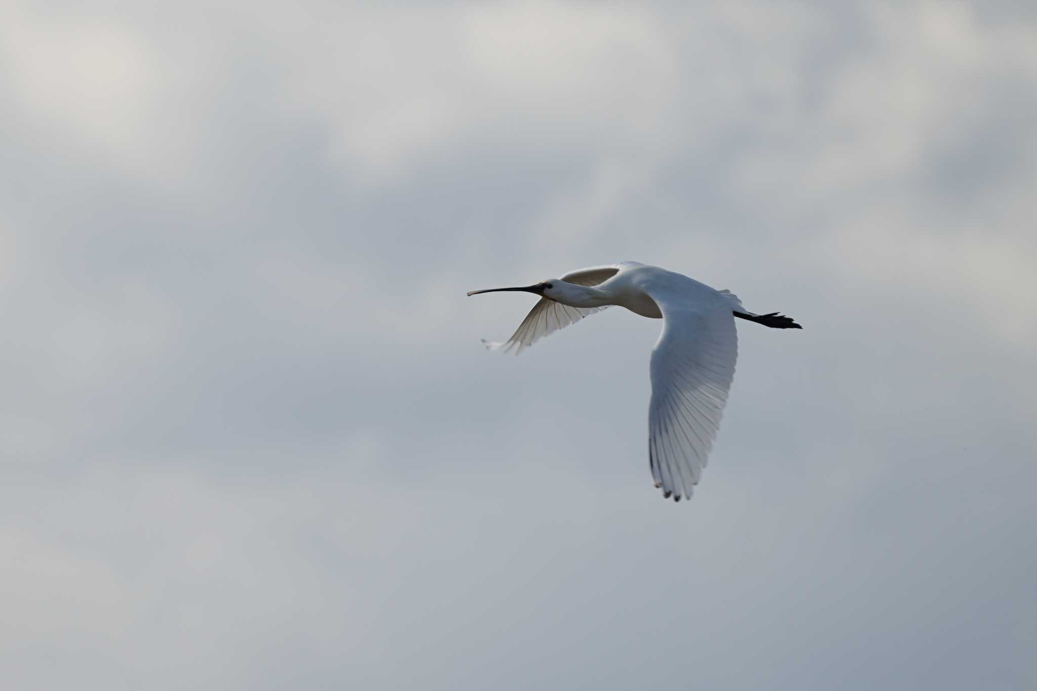 Photo of Eurasian Spoonbill at 飯梨川河口(島根県安来市) by ひらも