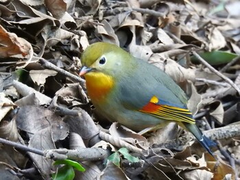 ソウシチョウ 筑波山 2022年2月6日(日)