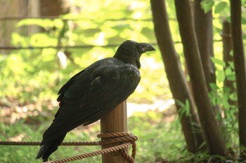 Large-billed Crow 川崎市　東高根森林公園 Sun, 8/27/2017