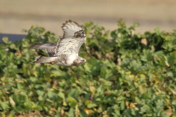 Rough-legged Buzzard 熊谷市荒川支流河川敷 Sat, 1/29/2022