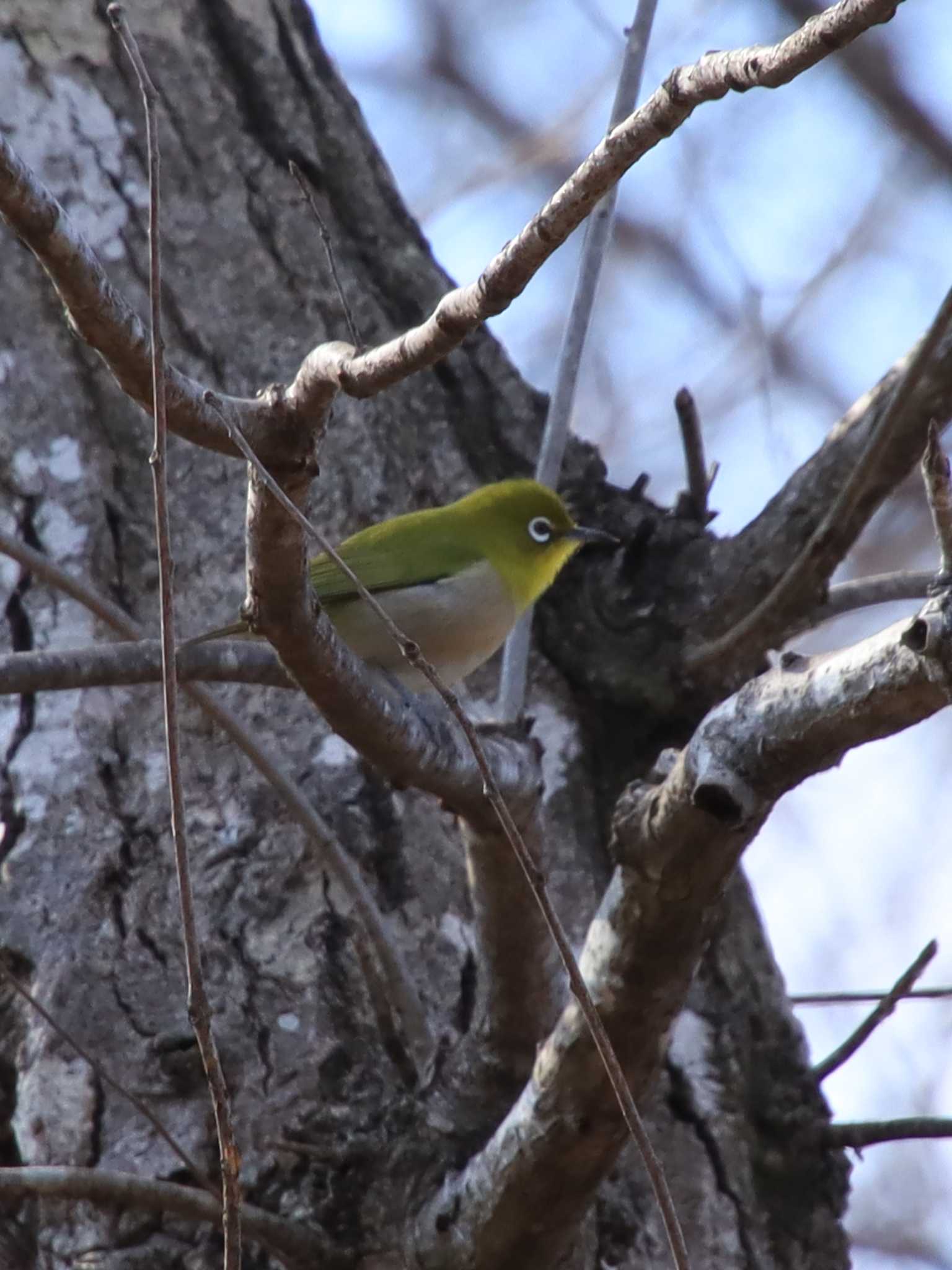 Photo of Warbling White-eye at 朝日山公園 by 虫