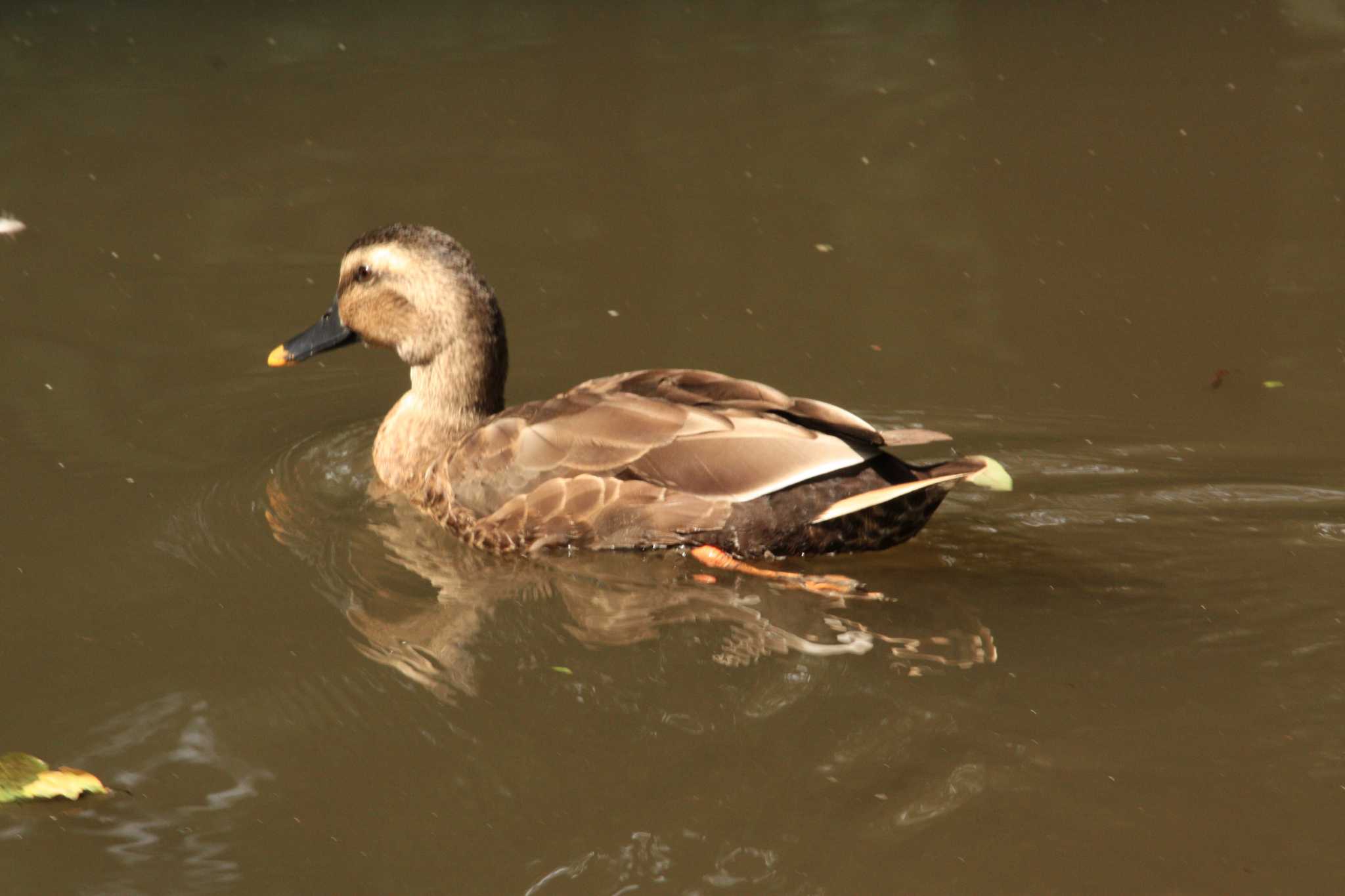 Eastern Spot-billed Duck