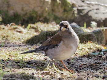 Pale Thrush 尼崎市立農業公園 Mon, 2/7/2022