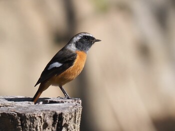 Daurian Redstart 尼崎市立農業公園 Mon, 2/7/2022