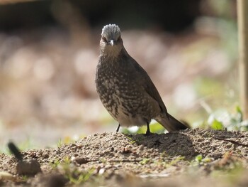 Brown-eared Bulbul 尼崎市立農業公園 Mon, 2/7/2022