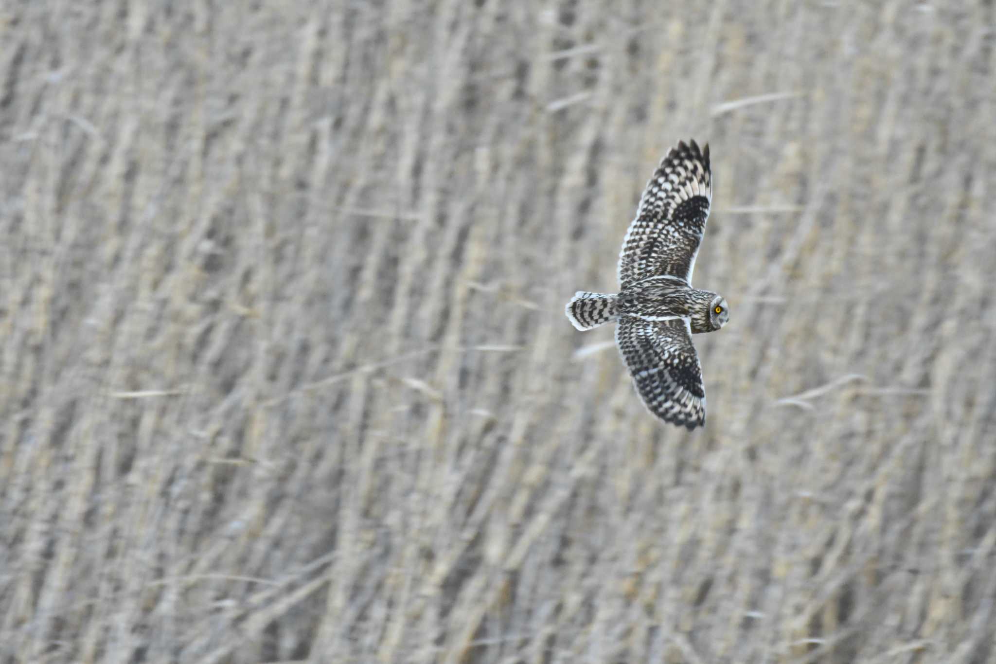 渡良瀬遊水地 コミミズクの写真 by TK2