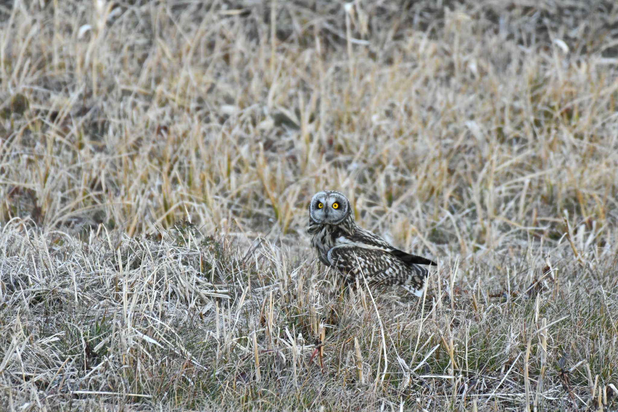 渡良瀬遊水地 コミミズクの写真 by TK2