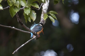 Common Kingfisher 香椎宮 Sun, 2/6/2022