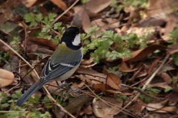 Japanese Tit Kyoto Gyoen Sun, 2/6/2022