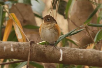 Red-flanked Bluetail Kyoto Gyoen Sun, 2/6/2022