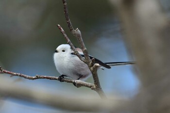 Long-tailed tit(japonicus) 北海道函館市 Mon, 2/7/2022