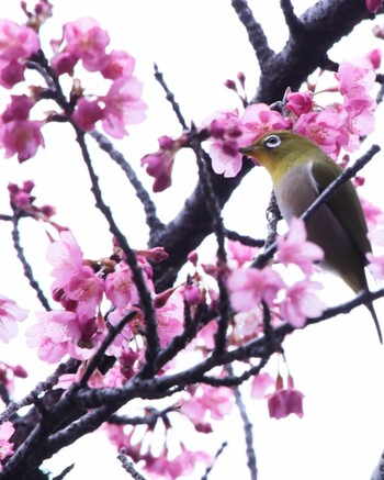 メジロ 淀水路 2022年1月18日(火)