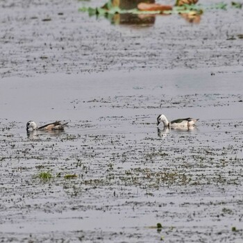 ナンキンオシ Nong Kae Dam(Mahasarakham, Thailand) 2022年2月1日(火)