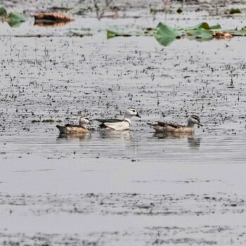 Tue, 2/1/2022 Birding report at Nong Kae Dam(Mahasarakham, Thailand)
