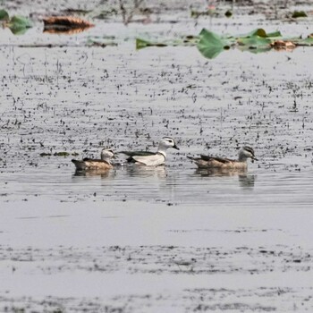 2022年2月1日(火) Nong Kae Dam(Mahasarakham, Thailand)の野鳥観察記録