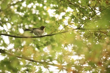 Warbling White-eye Mitsuike Park Mon, 8/28/2017