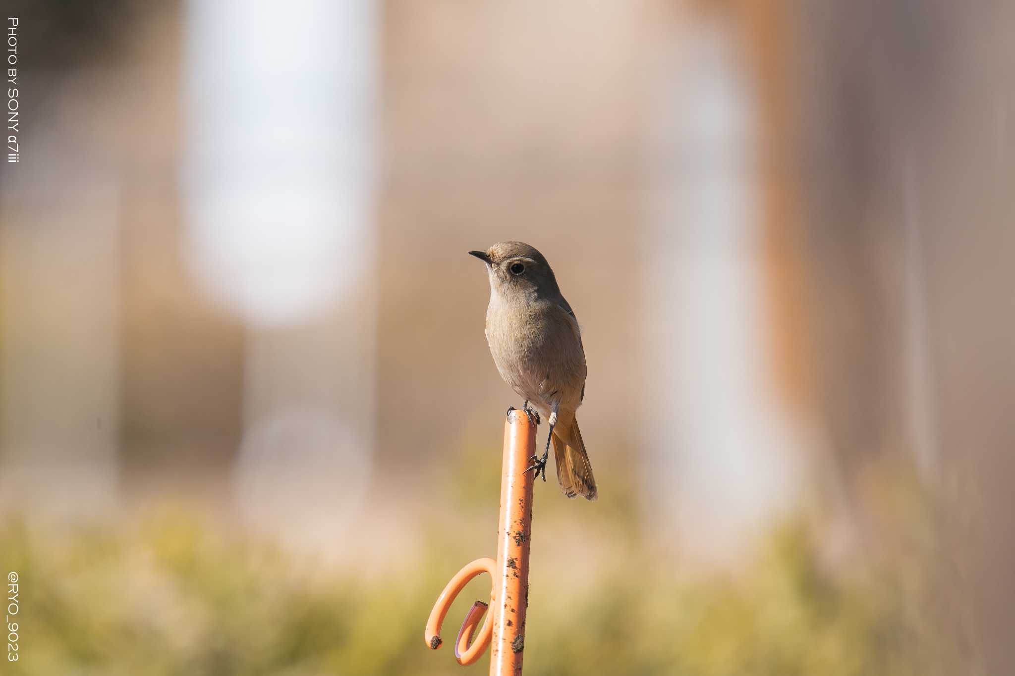 小宮公園(八王子) ジョウビタキの写真 by Ryo_9023