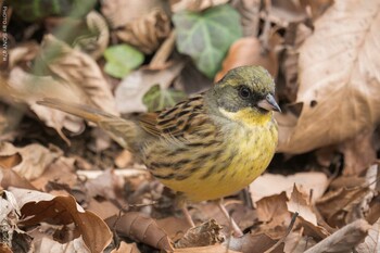 アオジ 小宮公園(八王子) 2022年2月8日(火)