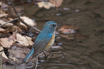 ルリビタキ 小宮公園(八王子) 2022年2月8日(火)