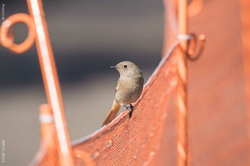 ジョウビタキ 小宮公園(八王子) 2022年2月8日(火)