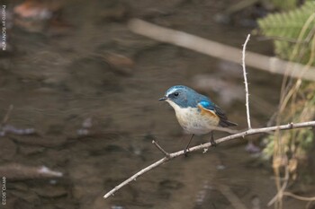 ルリビタキ 小宮公園(八王子) 2022年2月8日(火)