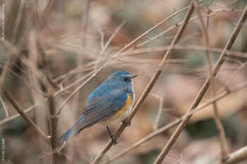 ルリビタキ 小宮公園(八王子) 2022年2月8日(火)