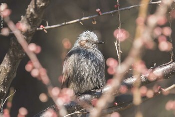 ヒヨドリ 葛西臨海公園 2022年2月6日(日)