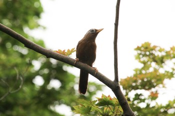 2017年8月28日(月) 三ツ池公園(横浜市鶴見区)の野鳥観察記録