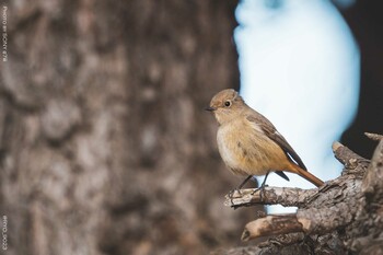 ジョウビタキ 葛西臨海公園 2022年2月9日(水)