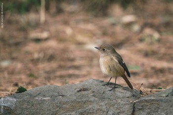 ジョウビタキ 葛西臨海公園 2022年2月9日(水)