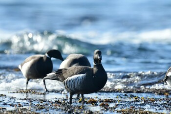 Brant Goose 函館市志海苔町 Sun, 1/23/2022