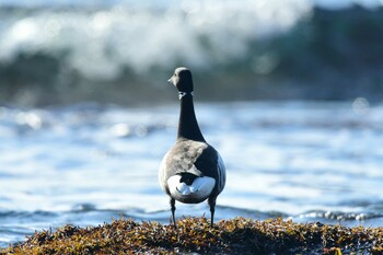 Brant Goose 函館市志海苔町 Sun, 1/23/2022