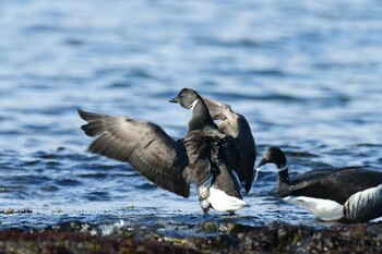 Brant Goose 函館市志海苔町 Sun, 1/23/2022