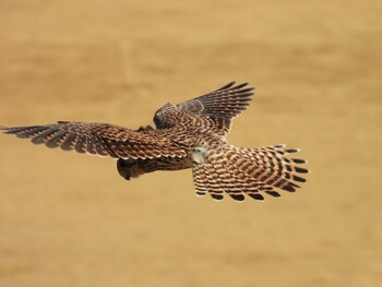 2022年2月5日(土) 江戸川河川敷の野鳥観察記録