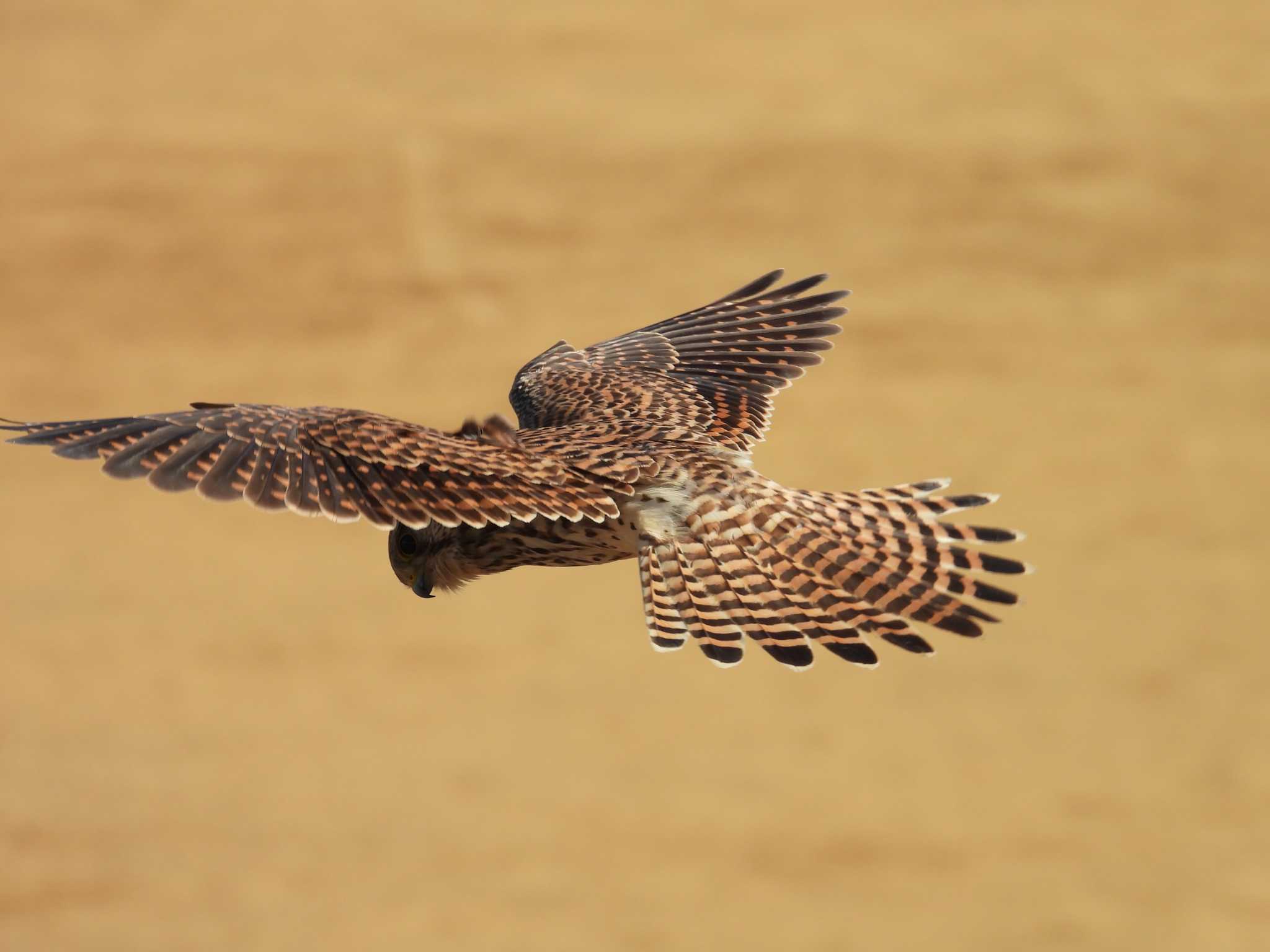 Common Kestrel