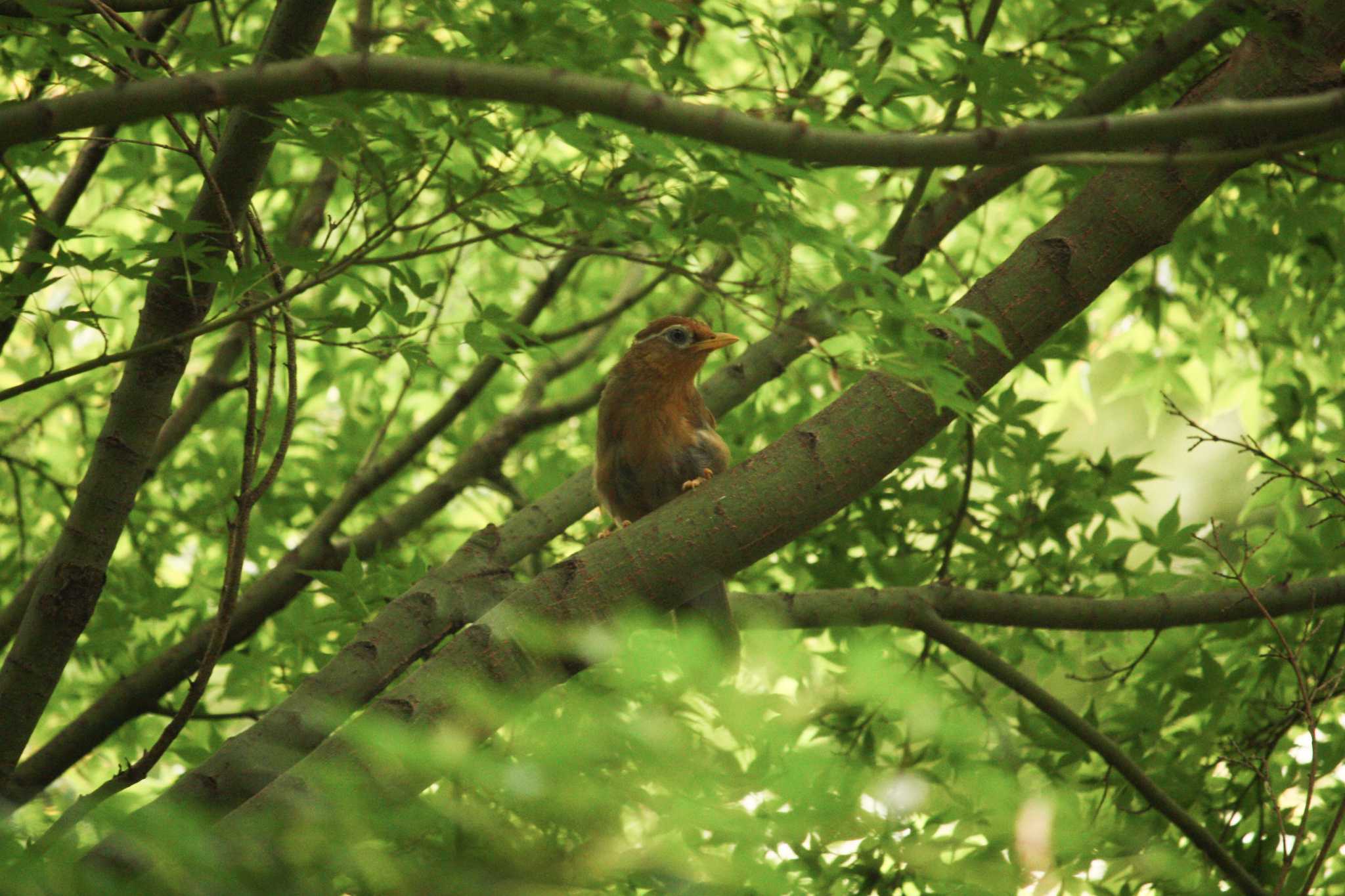 Photo of Chinese Hwamei at  by Yuka